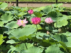 20210628オオガハス2