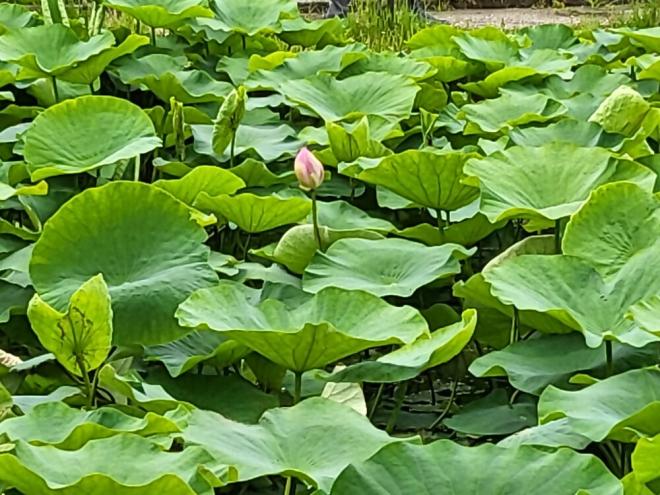 しらさぎ公園2