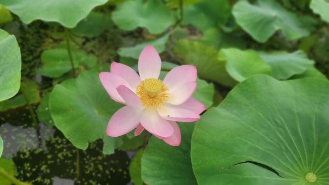 しらさぎ公園0619-6