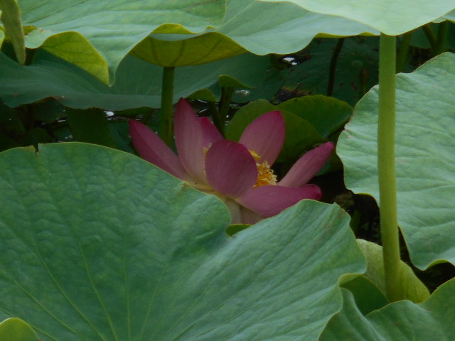 しらさぎ公園0614-2