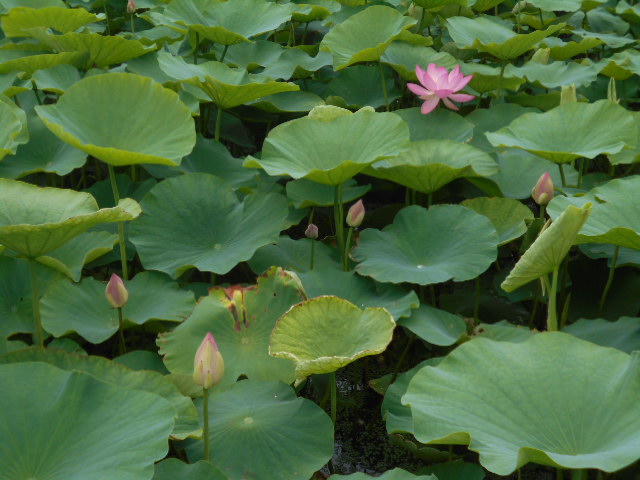 しらさぎ公園ハス0614-4