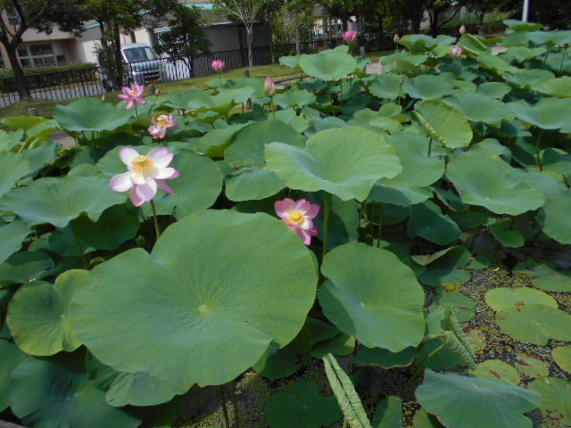しらさぎ公園ハス0621-3