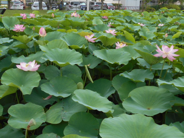 しらさぎ公園627-1