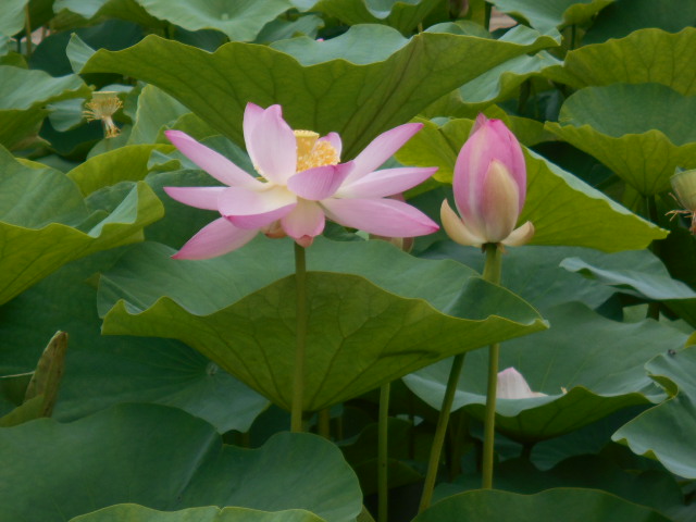 しらさぎ公園627-2