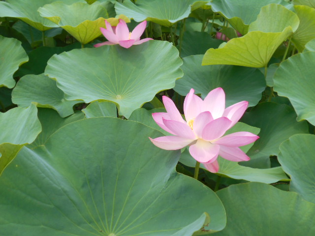 しらさぎ公園0630-3
