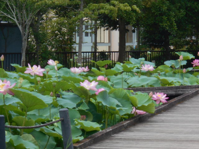 しらさぎ公園0703-2